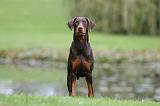 DOBERMANN 398